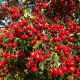 Ukrasno drveće i grmlje: sibirski glog